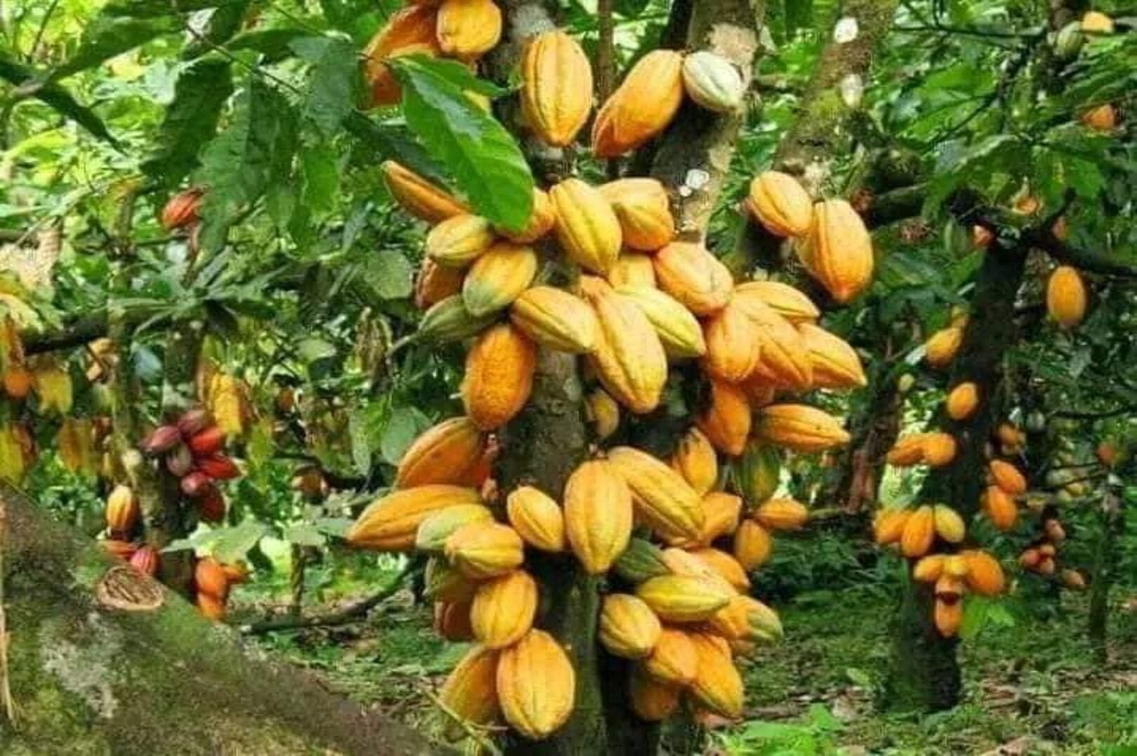 Cocoa: Ivory Coast Could Set Purchase Price Between 1,850 and 2,000 FCFA